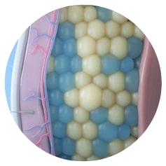 Fat cells with CoolSculpting freezing targeted cells.